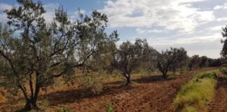 How Temu Is Helping an African Olive Oil Pioneer Scale Beyond Wholesale to Reach Consumers Across Europe