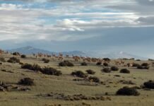 IUCN and WCS call for ecological integrity to be at the heart of global biodiversity and climate action