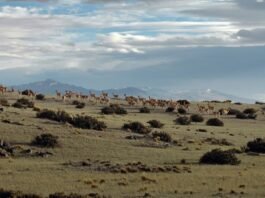 IUCN and WCS call for ecological integrity to be at the heart of global biodiversity and climate action