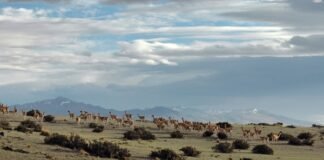 IUCN and WCS call for ecological integrity to be at the heart of global biodiversity and climate action