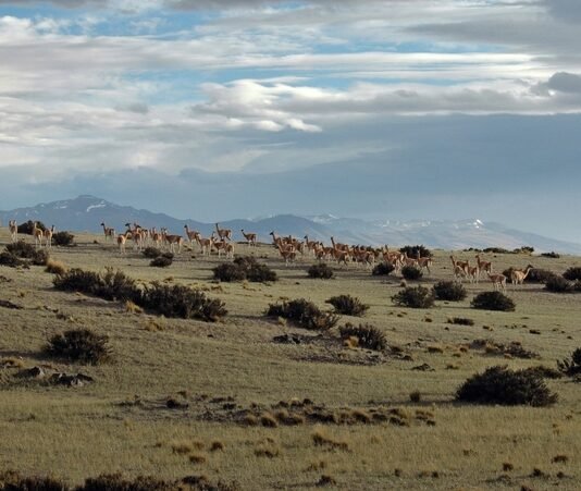 IUCN and WCS call for ecological integrity to be at the heart of global biodiversity and climate action