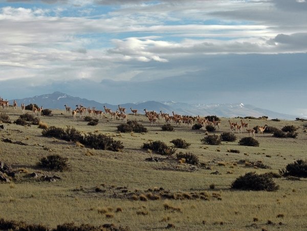 WCS-PATAGONIA_Guanacos_credit_Susan_Walker_WCS