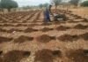 Rushinga Farmers Adopt Early Pfumvudza Preparations to Counter Imminent El Niño Threat