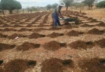 Rushinga Farmers Adopt Early Pfumvudza Preparations to Counter Imminent El Niño Threat