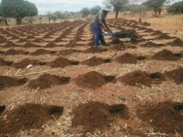 Rushinga Farmers Adopt Early Pfumvudza Preparations to Counter Imminent El Niño Threat