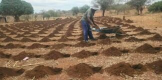 Rushinga Farmers Adopt Early Pfumvudza Preparations to Counter Imminent El Niño Threat