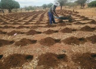 Rushinga Farmers Adopt Early Pfumvudza Preparations to Counter Imminent El Niño Threat