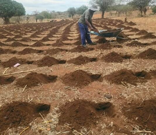 Rushinga Farmers Adopt Early Pfumvudza Preparations to Counter Imminent El Niño Threat
