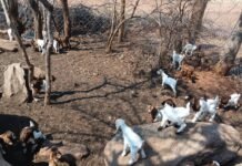 Boer-Cross Kids Signal New Era for Communal Goat Farming in Rushinga, Zimbabwe