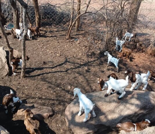 Boer-Cross Kids Signal New Era for Communal Goat Farming in Rushinga, Zimbabwe