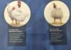 Aviagen East Africa supports sustainable poultry production and access to affordable protein
