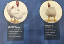 Aviagen East Africa supports sustainable poultry production and access to affordable protein