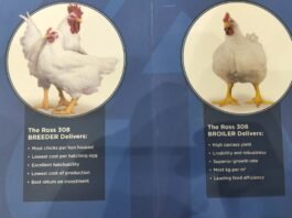 Aviagen East Africa supports sustainable poultry production and access to affordable protein