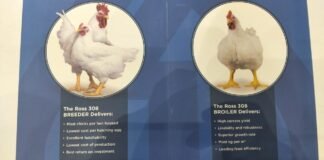 Aviagen East Africa supports sustainable poultry production and access to affordable protein
