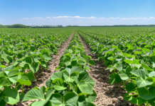 World Food Day: Let’s talk about growing enough food, in the right way