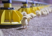Roxell encourages African poultry producers to Invest in automation as industry expands