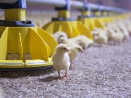 Roxell encourages African poultry producers to Invest in automation as industry expands