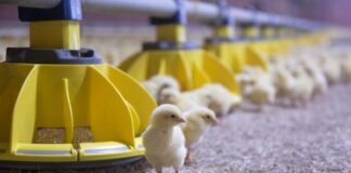 Roxell encourages African poultry producers to Invest in automation as industry expands