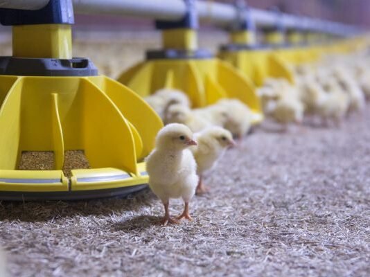 Roxell encourages African poultry producers to Invest in automation as industry expands