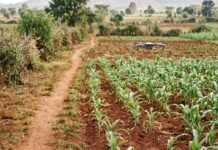 Making Precision Agriculture Work for Smallholder Farmers Through Shared Services