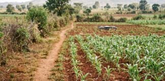 Making Precision Agriculture Work for Smallholder Farmers Through Shared Services
