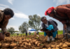 From Wild Potatoes to Resilient Varieties: Crop Trust and International Potato Centre Expand Potato Work in East Africa