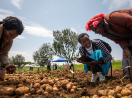 From Wild Potatoes to Resilient Varieties: Crop Trust and International Potato Centre Expand Potato Work in East Africa