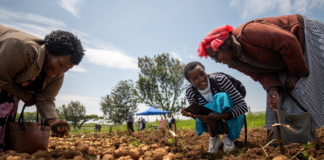 From Wild Potatoes to Resilient Varieties: Crop Trust and International Potato Centre Expand Potato Work in East Africa