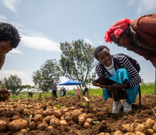 From Wild Potatoes to Resilient Varieties: Crop Trust and International Potato Centre Expand Potato Work in East Africa