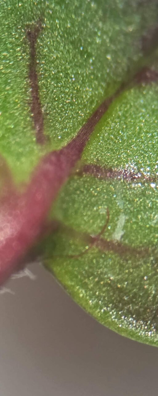 toraf-seed-siewka-zblizenie-na-listek-1